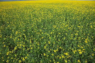 《尼尔：机械纪元》销量破600万 《伪装者》破百万